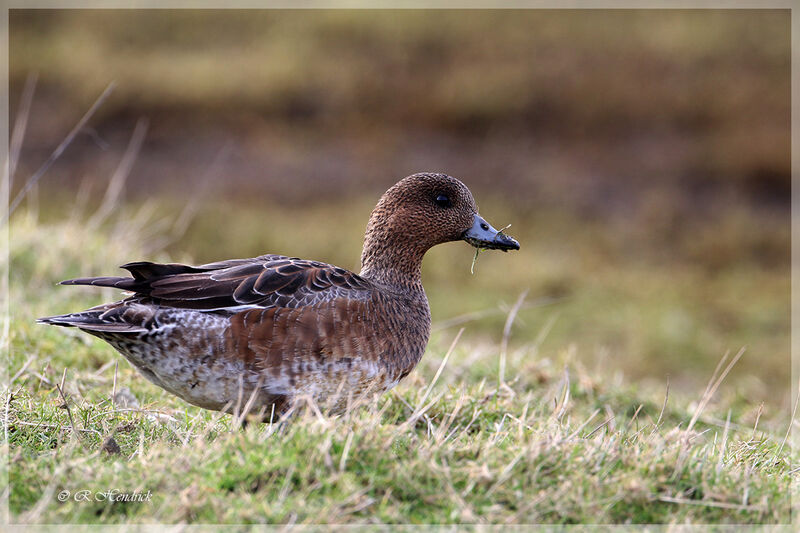 Canard siffleur