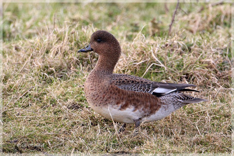 Canard siffleur