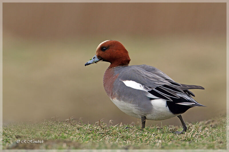 Canard siffleur