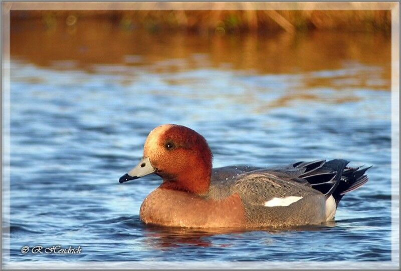 Canard siffleur