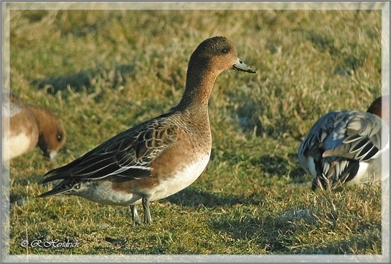 Canard siffleur