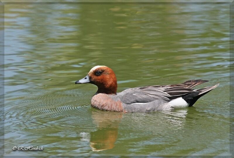 Canard siffleur