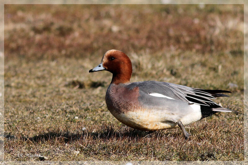 Eurasian Wigeon