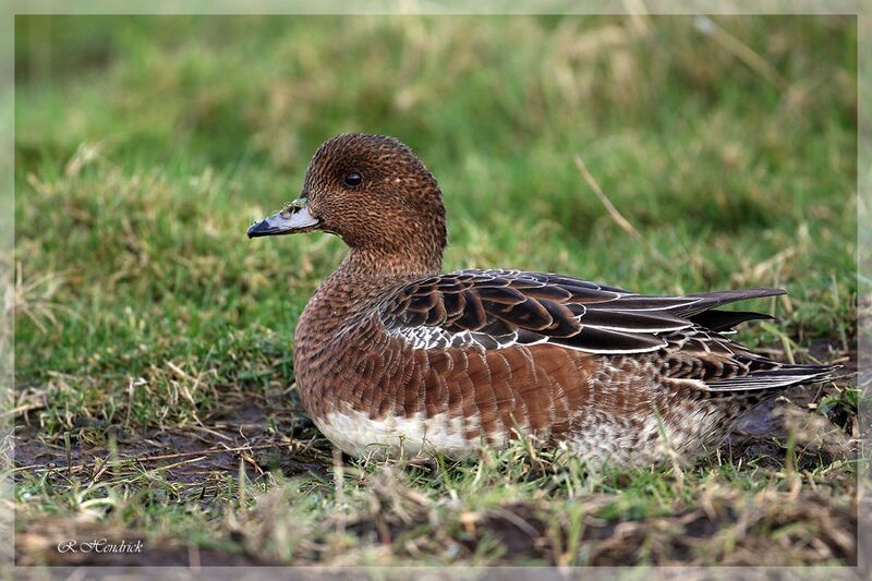 Canard siffleur