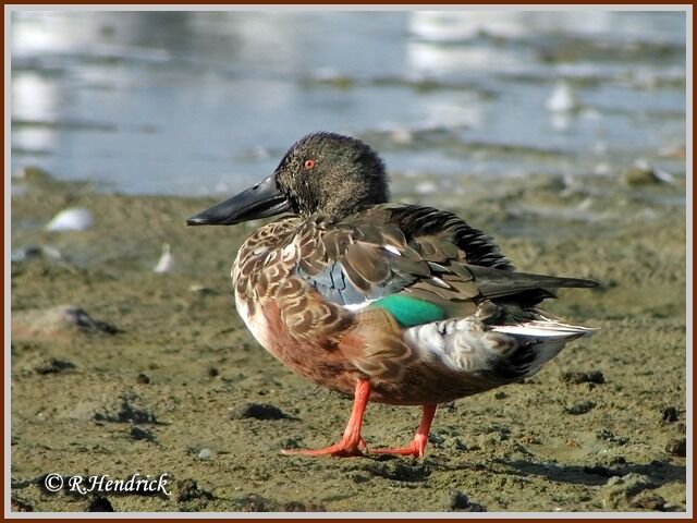 Northern Shoveler