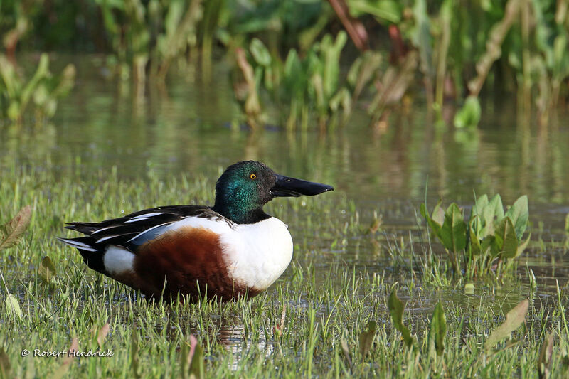 Canard souchet