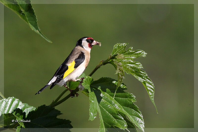 European Goldfinch