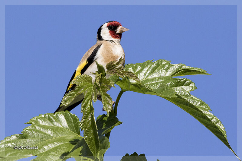 European Goldfinch