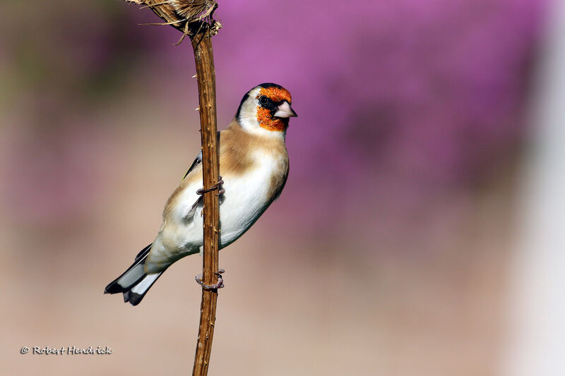 European Goldfinch