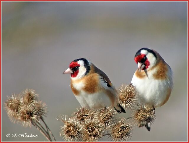 European Goldfinch