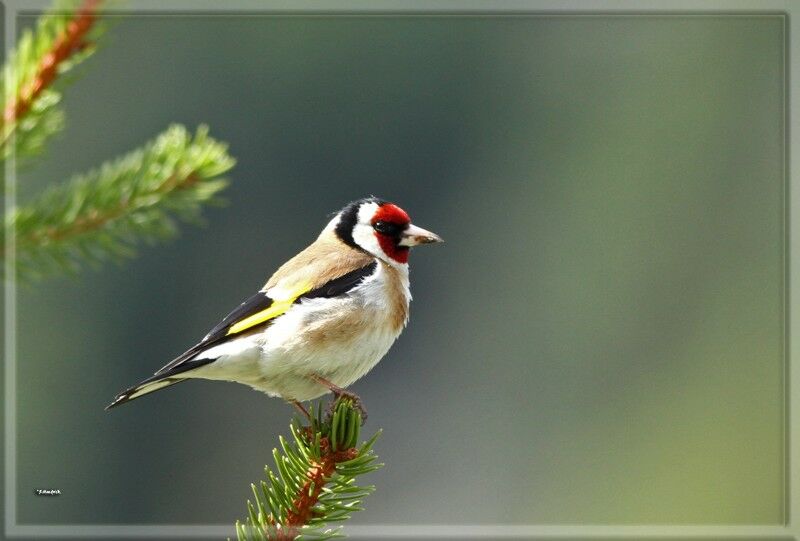 European Goldfinch