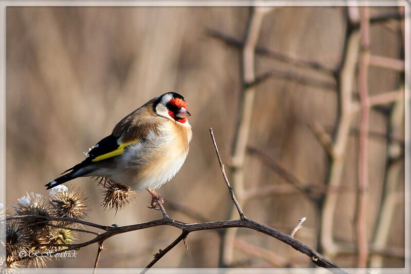 European Goldfinch