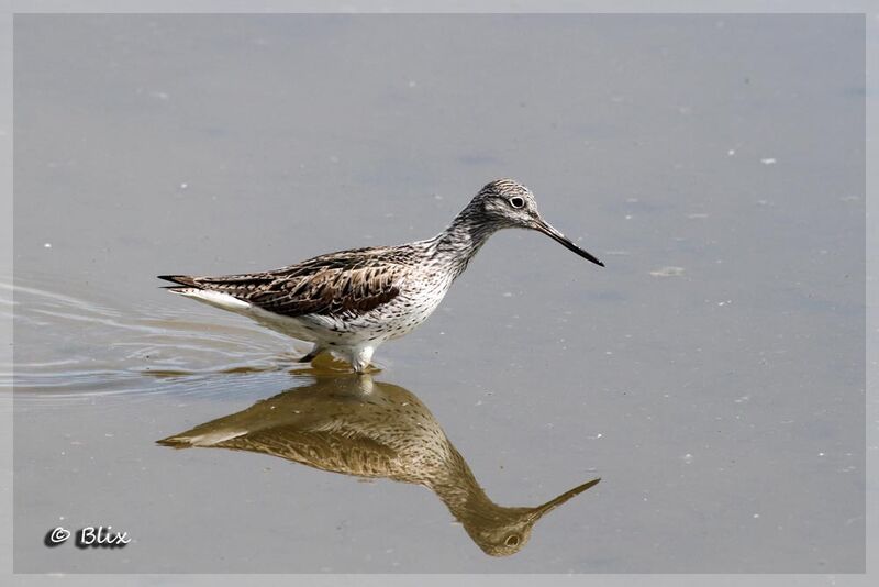 Common Greenshank