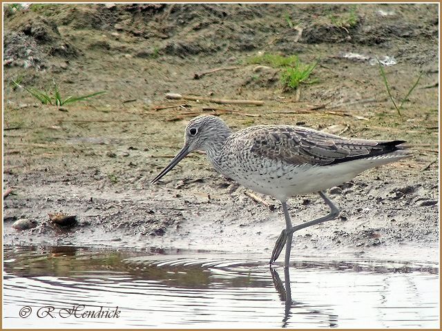 Common Greenshank