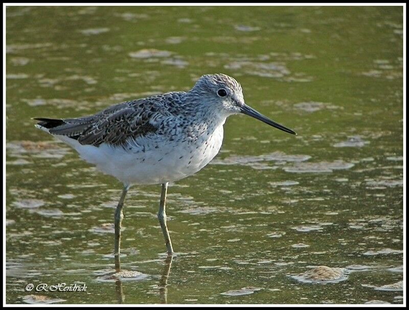 Common Greenshank