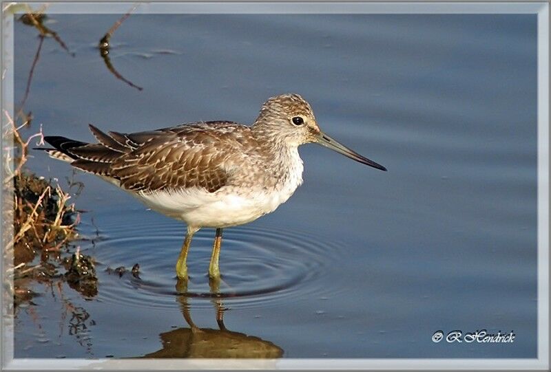 Common Greenshank