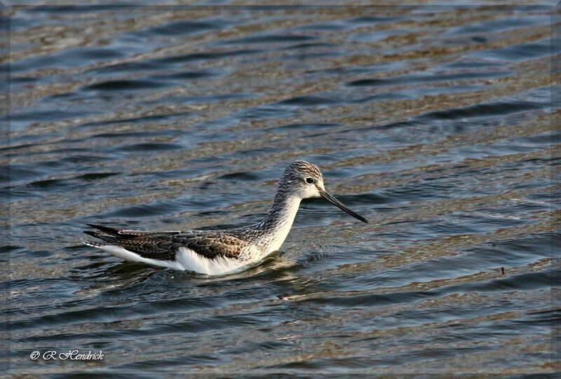 Common Greenshank