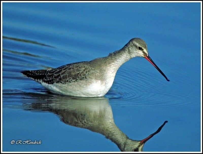 Spotted Redshank