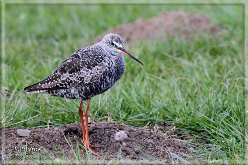 Spotted Redshank