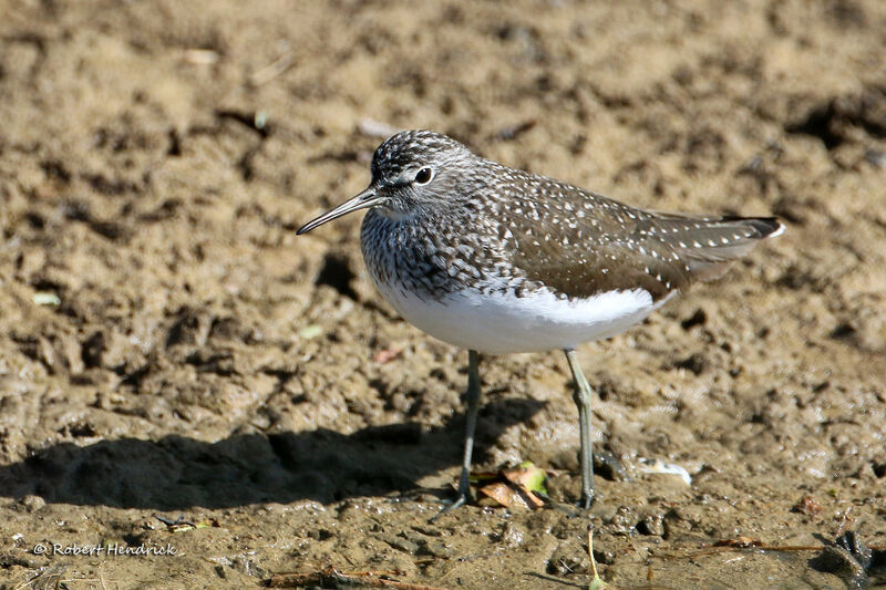 Green Sandpiper