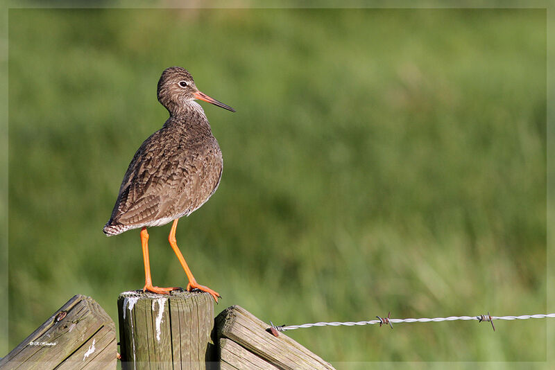 Common Redshank