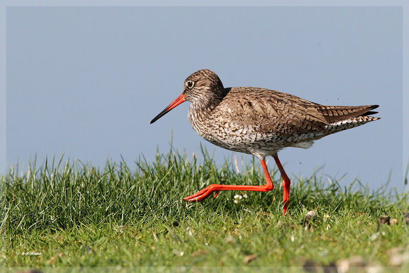 Common Redshank