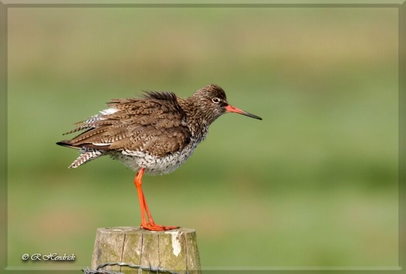 Common Redshank