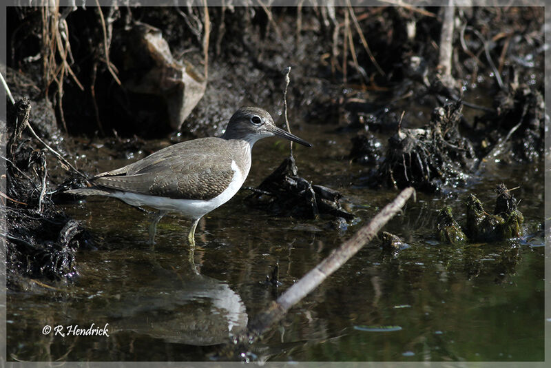 Common Sandpiper