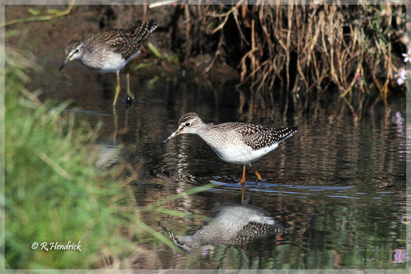 Wood Sandpiper