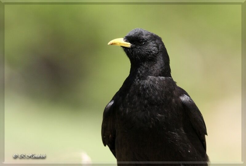 Alpine Chough