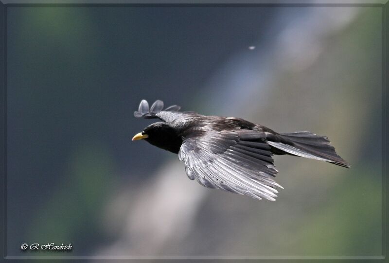 Alpine Chough