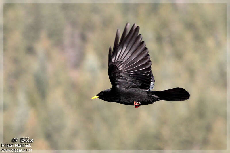 Alpine Chough, pigmentation, Flight