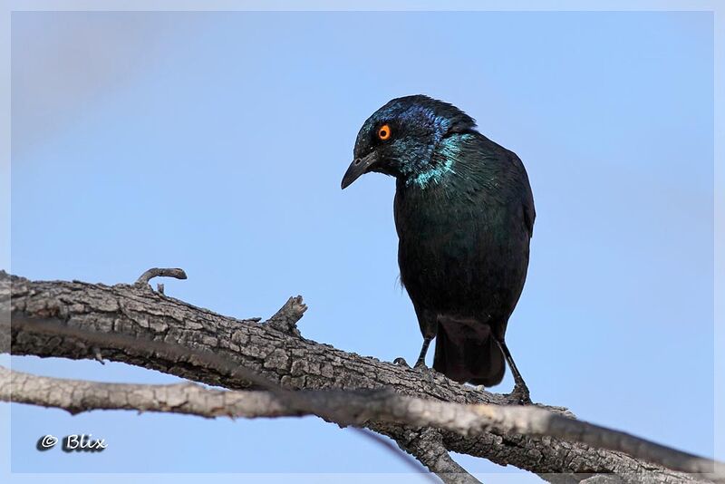 Cape Starling