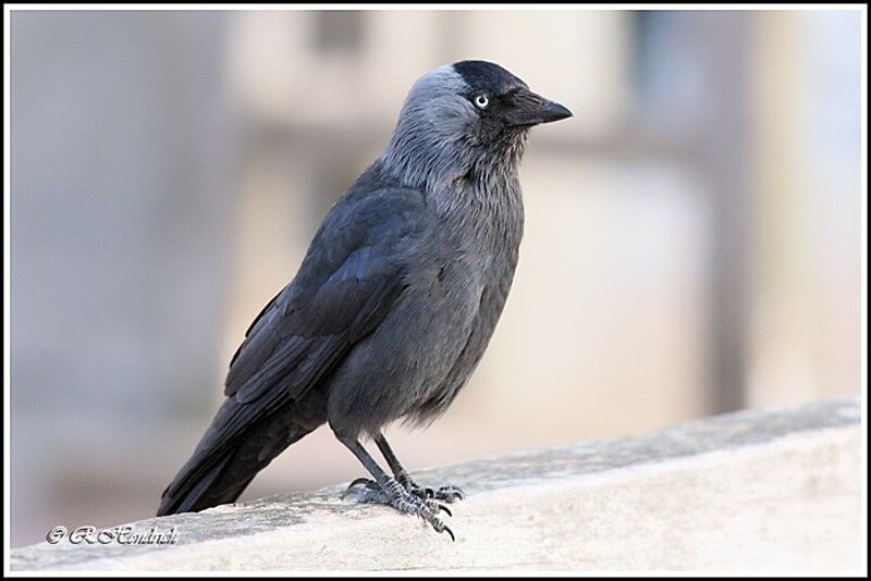 Western Jackdaw