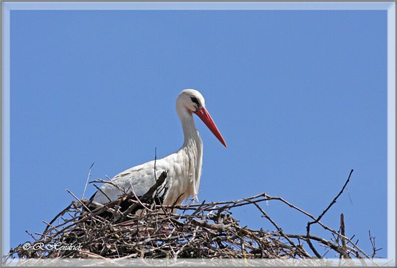 Cigogne blanche