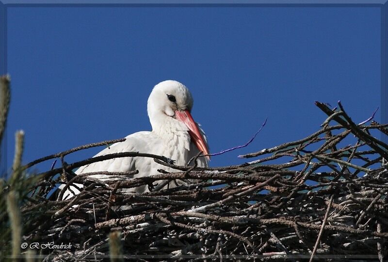 Cigogne blanche