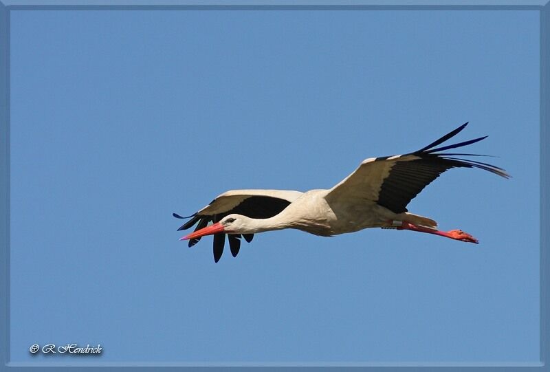 White Stork