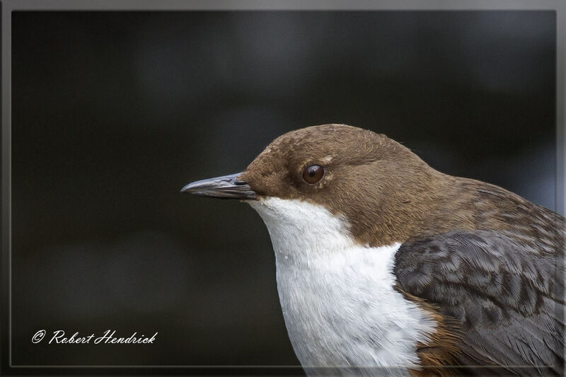 White-throated Dipper