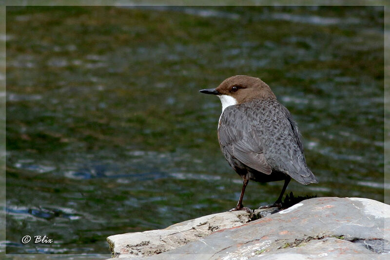 White-throated Dipper