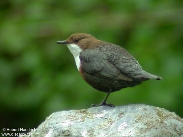 White-throated Dipper