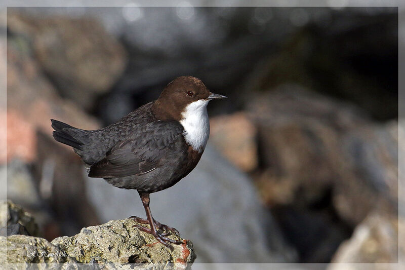 White-throated Dipper