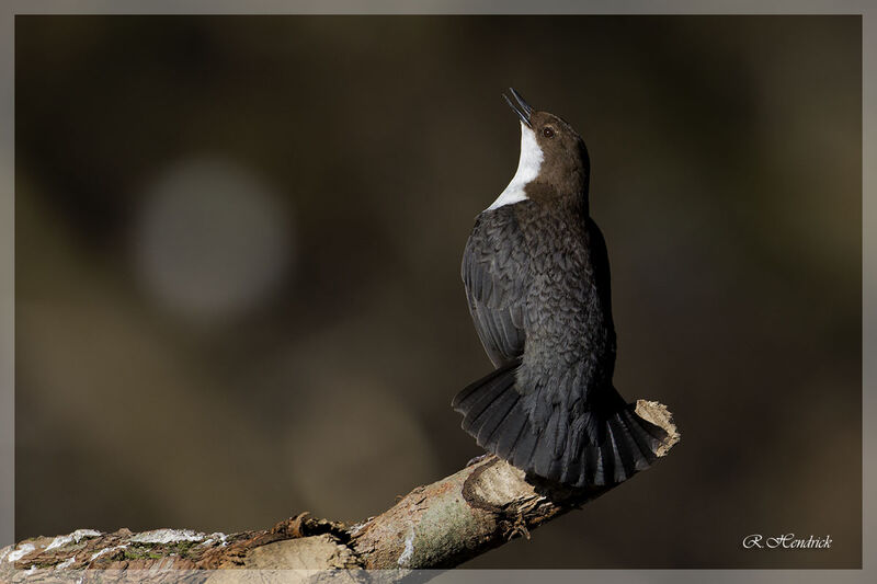 White-throated Dipper