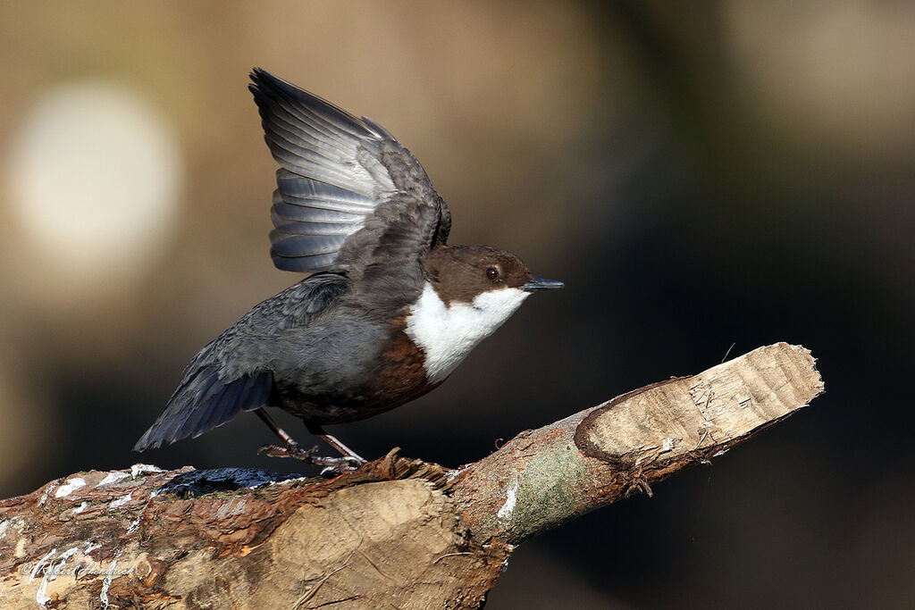 White-throated Dipper