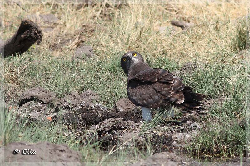 Black-chested Snake Eagle