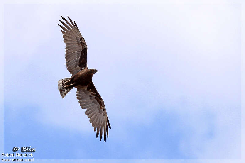 Brown Snake Eagleadult, pigmentation, Flight