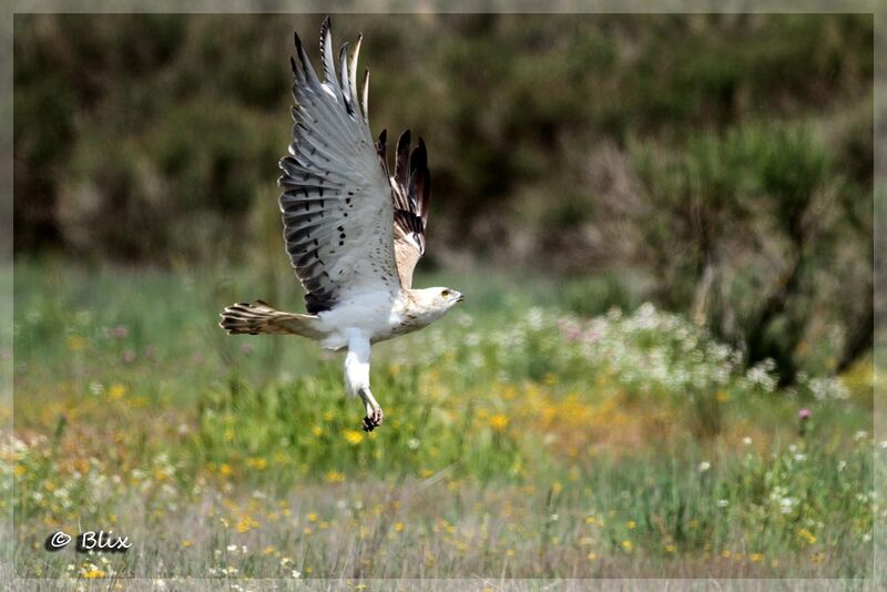 Short-toed Snake Eagle