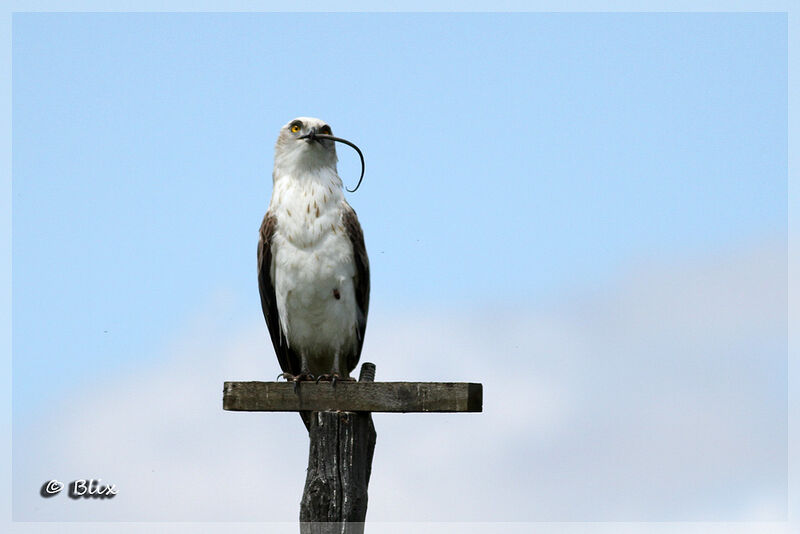 Short-toed Snake Eagle