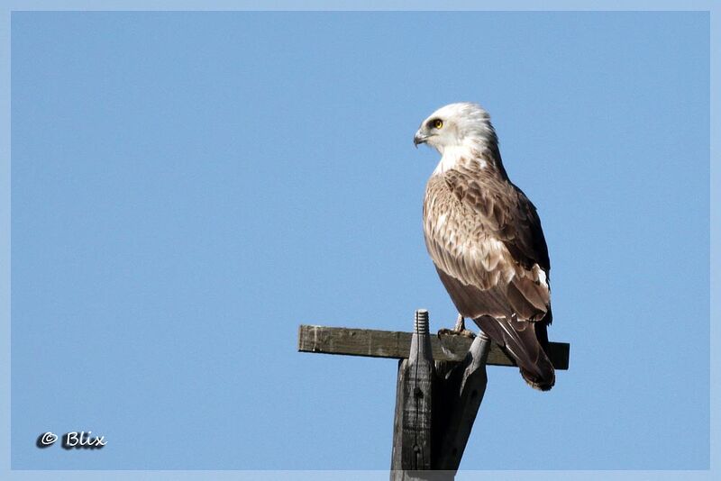 Short-toed Snake Eagle