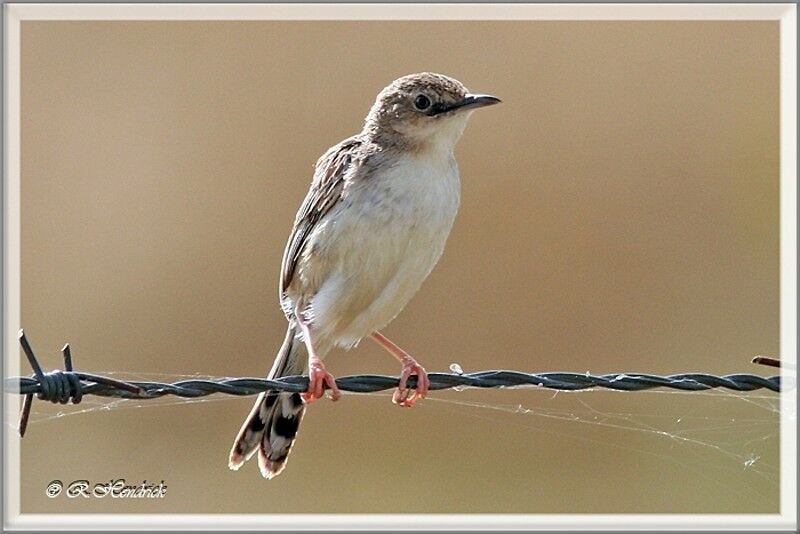 Zitting Cisticola