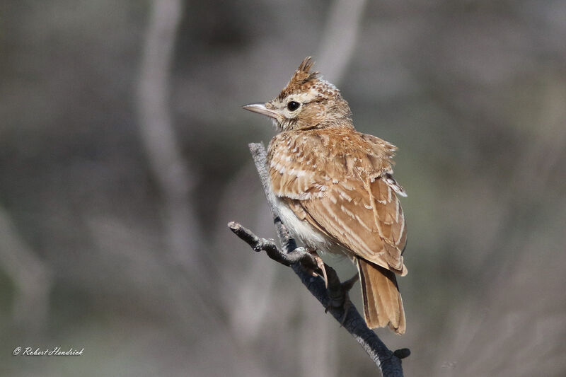 Cochevis huppé